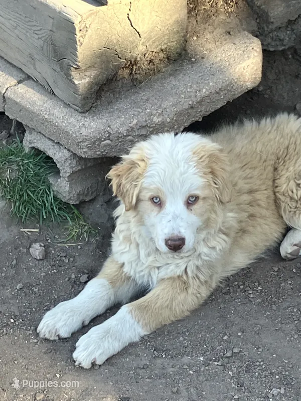 Gracie – Australian Cattle Dog, Australian Shepherd puppy for sale in Conifer, CO