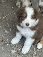 Brown, a female Australian Shepherd and Border Collie for sale in Conifer, CO – Photo 10 of 10