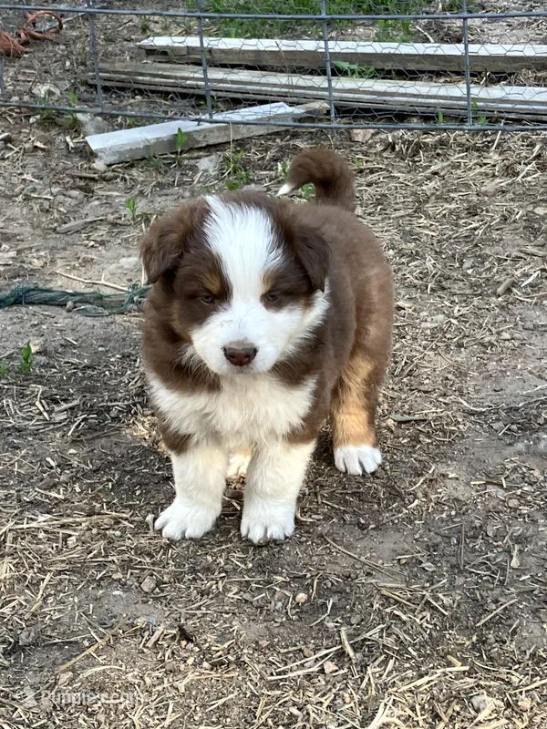 Brown, a female Australian Shepherd and Border Collie for sale in Conifer, CO – Photo 1 of 10