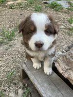Brown, a female Australian Shepherd and Border Collie for sale in Conifer, CO – Photo 5 of 10