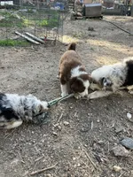 Brown, a female Australian Shepherd and Border Collie for sale in Conifer, CO – Photo 8 of 10