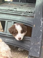Brown, a female Australian Shepherd and Border Collie for sale in Conifer, CO – Photo 9 of 10