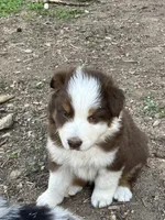 Brown, a female Australian Shepherd and Border Collie for sale in Conifer, CO – Photo 4 of 10