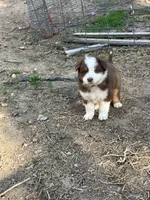 Brown, a female Australian Shepherd and Border Collie for sale in Conifer, CO – Photo 6 of 10