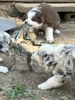 Brown, a female Australian Shepherd and Border Collie for sale in Conifer, CO – Photo 7 of 10