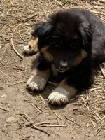 Chocolate, a male Australian Cattle Dog and Australian Shepherd for sale in Conifer, CO – 2 of 7