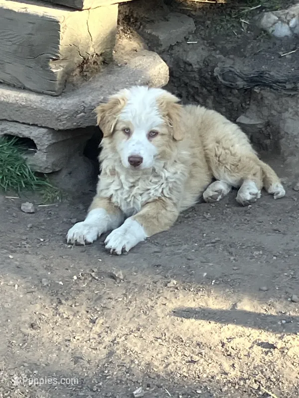Willow – Australian Cattle Dog, Australian Shepherd puppy for sale in Conifer, CO
