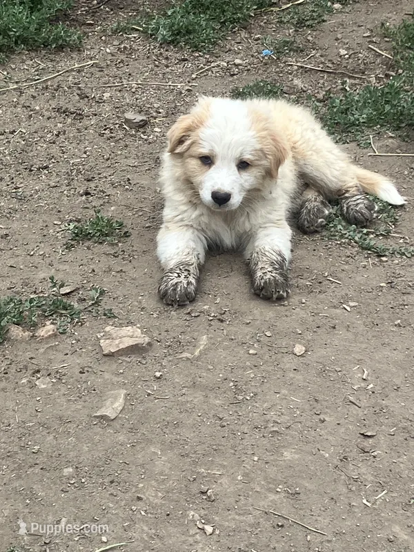 Rain – Australian Shepherd, Border Collie puppy for sale in Conifer, CO