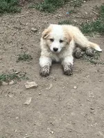 River, a female Australian Shepherd and Border Collie for sale in Evergreen, CO – 2 of 5