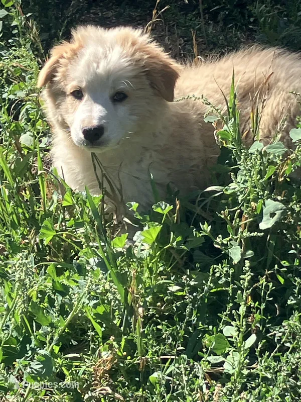 River – Australian Shepherd, Border Collie puppy for sale in Conifer, CO