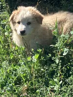 River, a female Australian Shepherd and Border Collie for sale in Evergreen, CO – 1 of 5