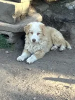 Gracie, a female Australian Cattle Dog and Australian Shepherd for sale in Conifer, CO – 5 of 7
