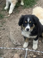 Wednesday , a female Australian Shepherd and Border Collie for sale in Evergreen, CO – 7 of 10