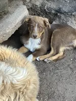 Brownie, a female Australian Cattle Dog and Australian Shepherd for sale in Conifer, CO – 1 of 2