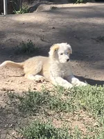 Clover, a female Australian Shepherd and Border Collie for sale in Evergreen, CO – 4 of 5