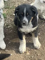 Harley, a male Australian Cattle Dog and Australian Shepherd for sale in Conifer, CO – 2 of 2