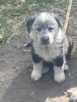 Grandpa, a male Australian Cattle Dog and Australian Shepherd for sale in Conifer, CO – 2 of 3