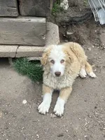 Willow, a female Australian Cattle Dog and Australian Shepherd for sale in Conifer, CO – 7 of 10