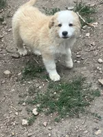 River, a female Australian Shepherd and Border Collie for sale in Evergreen, CO – 3 of 5