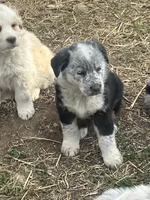Grandpa, a male Australian Cattle Dog and Australian Shepherd for sale in Conifer, CO – 3 of 3