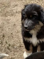 Chocolate, a male Australian Cattle Dog and Australian Shepherd for sale in Conifer, CO – 7 of 7