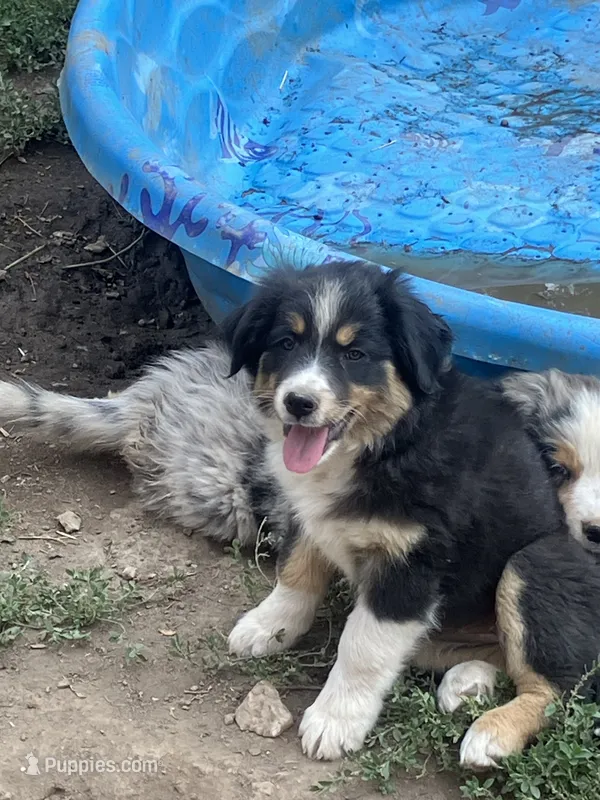 Wednesday  – Australian Shepherd, Border Collie puppy for sale in Conifer, CO