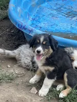 Wednesday , a female Australian Shepherd and Border Collie for sale in Conifer, CO – 1 of 4