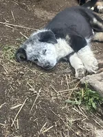 Grandpa, a male Australian Cattle Dog and Australian Shepherd for sale in Conifer, CO – 5 of 5