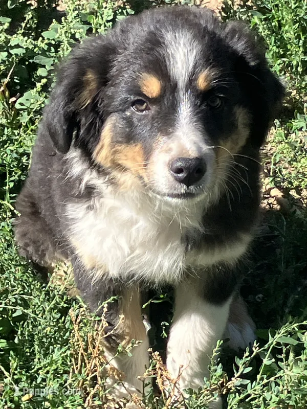 Wednesday  – Australian Shepherd, Border Collie puppy for sale in Evergreen, CO