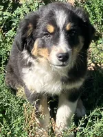 Wednesday , a female Australian Shepherd and Border Collie for sale in Evergreen, CO – 1 of 10
