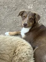 Brownie, a female Australian Shepherd and Border Collie for sale in Conifer, CO – 2 of 7