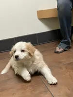 Spark, a female Australian Shepherd and Border Collie for sale in Conifer, CO – 2 of 3