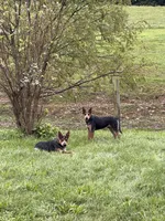 Pj, a male Australian Cattle Dog for sale in Osterburg, PA – 1 of 1