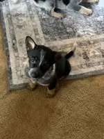 Pea, a female Australian Cattle Dog for sale in Osterburg, PA – 3 of 5