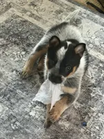Pea, a female Australian Cattle Dog for sale in Osterburg, PA – 2 of 5