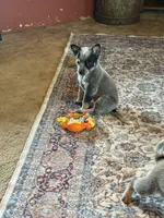Pea, a female Australian Cattle Dog for sale in Osterburg, PA – 1 of 5