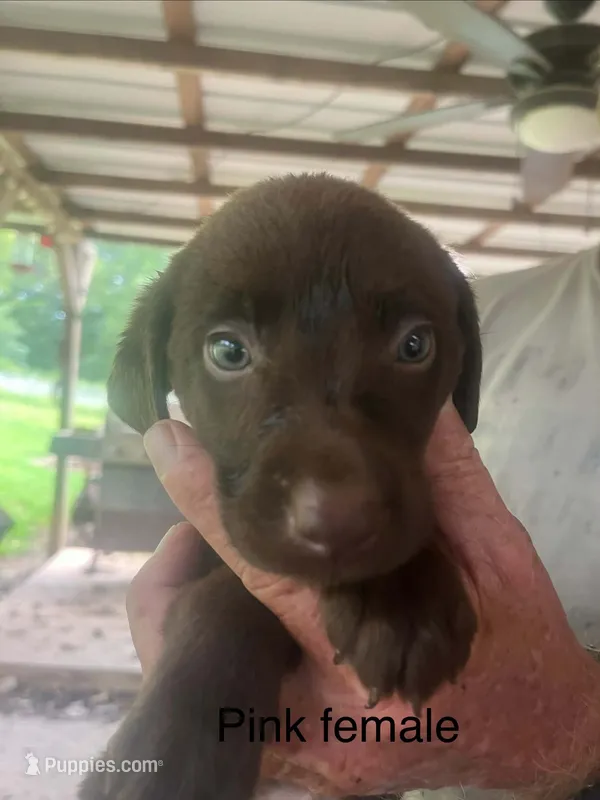 Pink female  – Labrador Retriever puppy for sale in Hollywood, AL