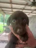 Pink female , a female Labrador Retriever for sale in Hollywood, AL – 1 of 1