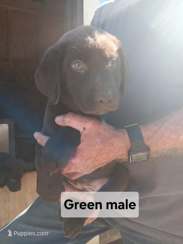 Green male – Labrador Retriever puppy for sale in Hollywood, AL