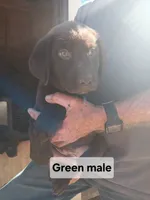 Green male, a male Labrador Retriever for sale in Hollywood, AL – 1 of 2
