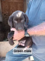 Green male, a male Labrador Retriever for sale in Hollywood, AL – 2 of 2