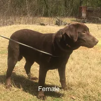 Pearl, a female Labrador Retriever for sale in Hollywood, AL – Photo 4 of 7