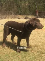 Pearl, a female Labrador Retriever for sale in Hollywood, AL – Photo 4 of 7