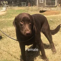 Pearl, a female Labrador Retriever for sale in Hollywood, AL – Photo 7 of 7