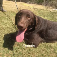 Pearl, a female Labrador Retriever for sale in Hollywood, AL – Photo 2 of 7