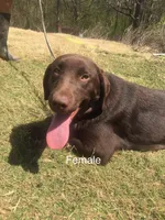 Pearl, a female Labrador Retriever for sale in Hollywood, AL – Photo 2 of 7