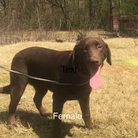 Pearl, a female Labrador Retriever for sale in Hollywood, AL – Photo 5 of 7