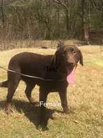 Pearl, a female Labrador Retriever for sale in Hollywood, AL – Photo 5 of 7