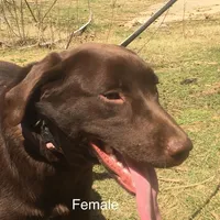 Pearl, a female Labrador Retriever for sale in Hollywood, AL – Photo 3 of 7