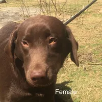 Pearl, a female Labrador Retriever for sale in Hollywood, AL – Photo 1 of 7